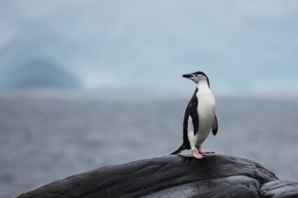 beautiful and attractive: पेंगुइन: खूबसूरत, आकर्षक और 1 मात्र बर्फीले इलाकों में पाए जानेवाला पक्षी